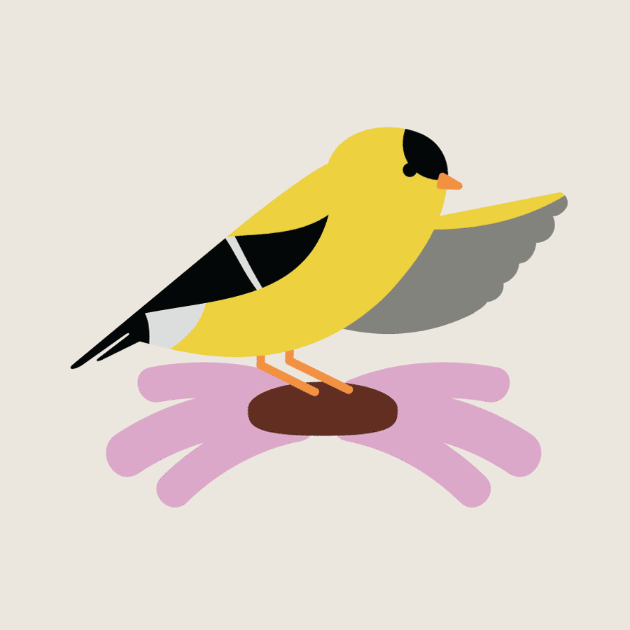 A simple illustration of an American Goldfinch on top of a Purple Coneflower